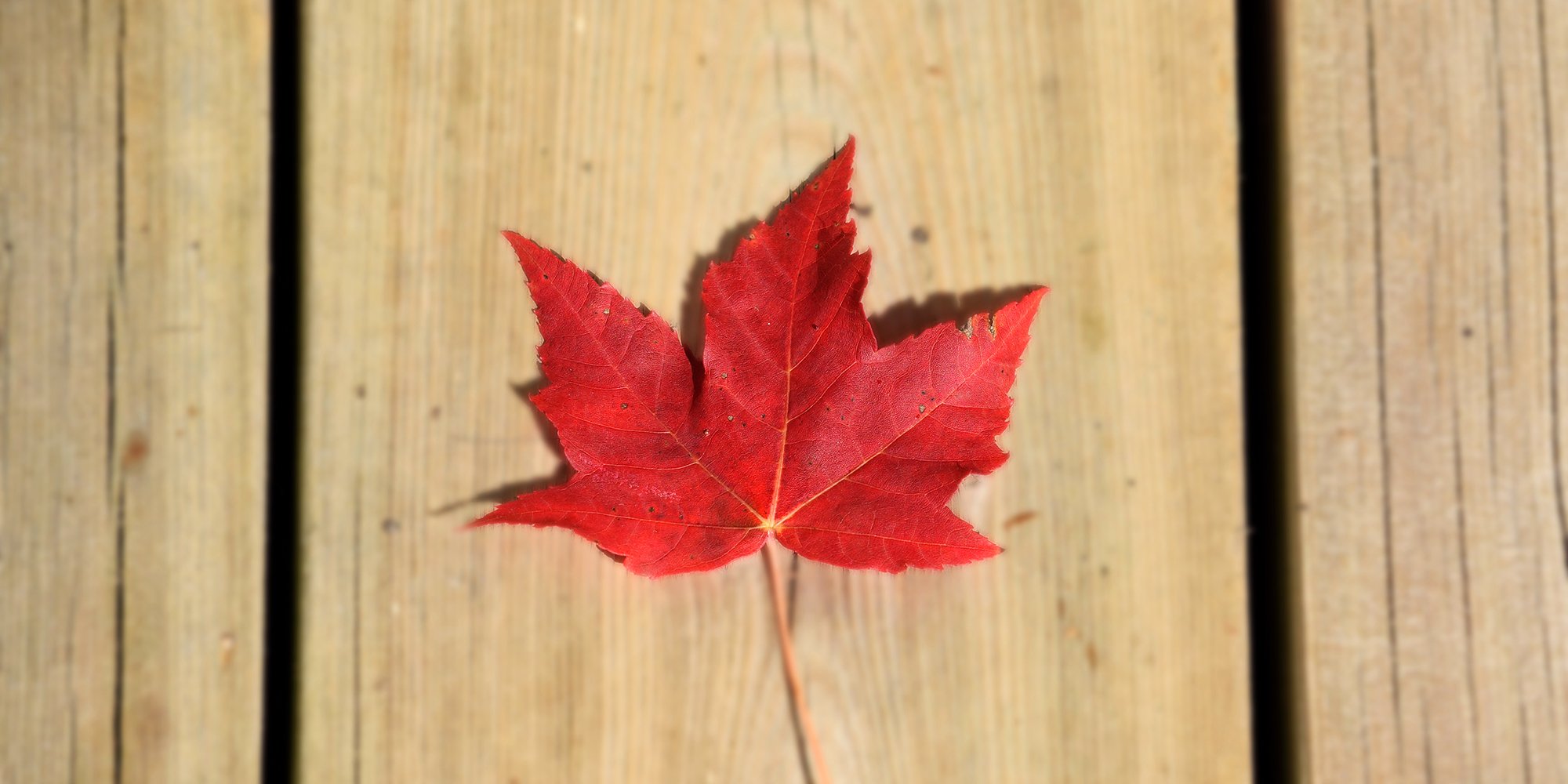 red maple leaf on wood deck