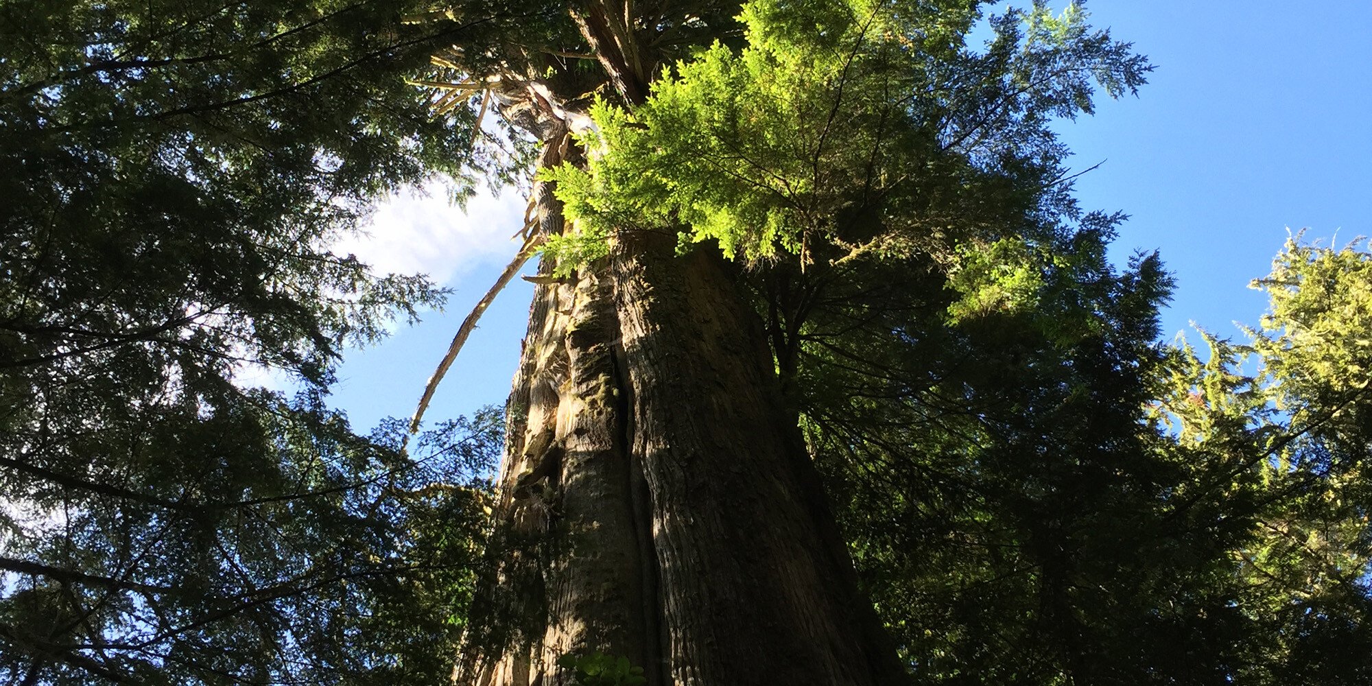 Meares Island Case, 1985